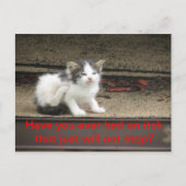 かゆい子猫 ポストカード (正面)