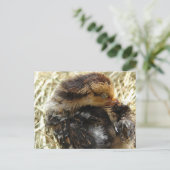 かゆい得だ ポストカード (スタンド正面)