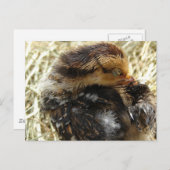 かゆい得だ ポストカード (正面/裏面)