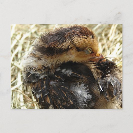 かゆい得だ ポストカード (正面)