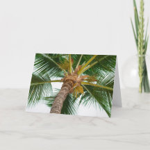 からのヤシの木次