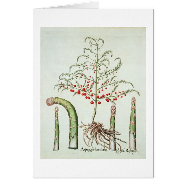 からの花そしてフルーツの共通のアスパラガス、「Ho (正面)