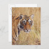 から見ている王室のなベンガルトラ ポストカード (正面/裏面)