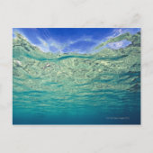 ~から見澄んられる局所海面 ポストカード (正面)