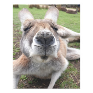 かわいいおもしろいカンガルー教育動物の壁画 フォトプリント