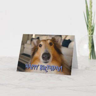 かわいいおもしろいコリー誕生日カード カード