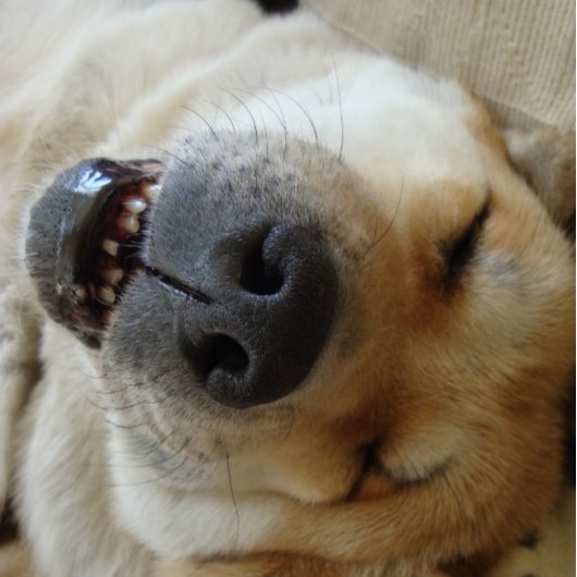 かわいいおもしろいスマイルの日本の秋田 ジグソーパズル