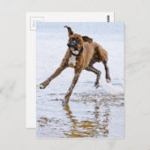 かわいいおもしろいボクサー犬 ポストカード (正面/裏面)