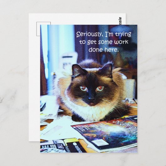 かわいいおもしろい動物の子猫ジョーク ポストカード (正面/裏面)