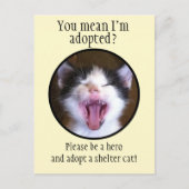 かわいいおもしろい子猫がシェルター猫を手に ポストカード (正面)