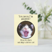 かわいいおもしろい子猫がシェルター猫を手に ポストカード (スタンド正面)