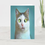 かわいいおもしろい猫の誕生日 シーズンカード<br><div class="desc">ユーおもしろいモアの理論に基づくカ熱狂するット誕生日カード。</div>