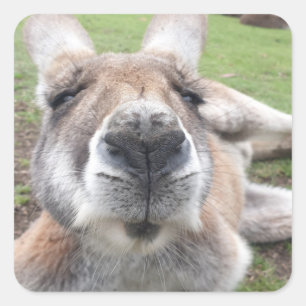 かわいいおもしろい顔カンガルー教育動物写真 スクエアシール