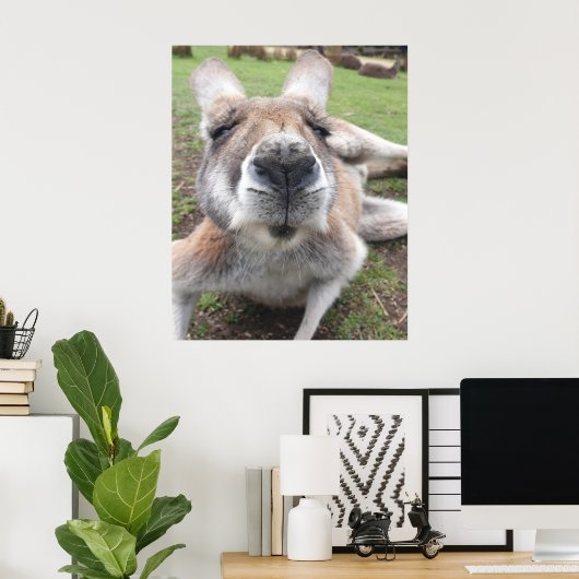 かわいいおもしろい顔カンガルー教育動物写真 ポスター (ホームオフィス)