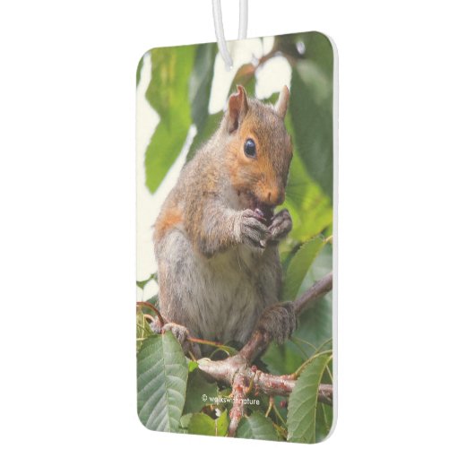 かわいいさくらんぼ選び東灰色リス カーエアーフレッシュナー (左)