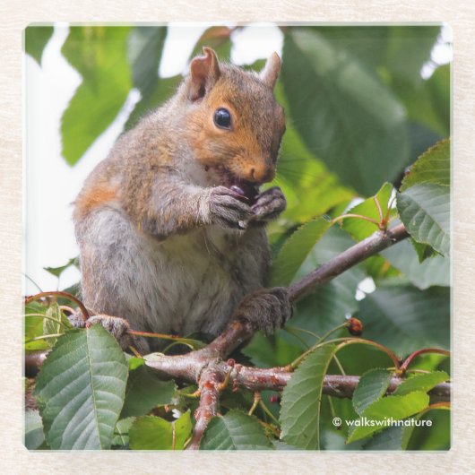 かわいいさくらんぼ選び東灰色リス ガラスコースター (正面)