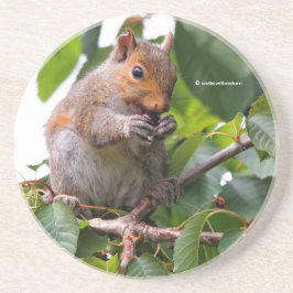 かわいいさくらんぼ選び東灰色リス コースター