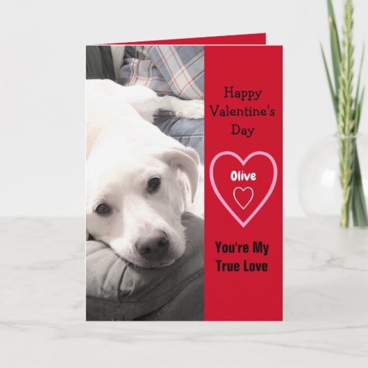 かわいいすごいバレンタインデーの白い子犬の赤 カード (正面)