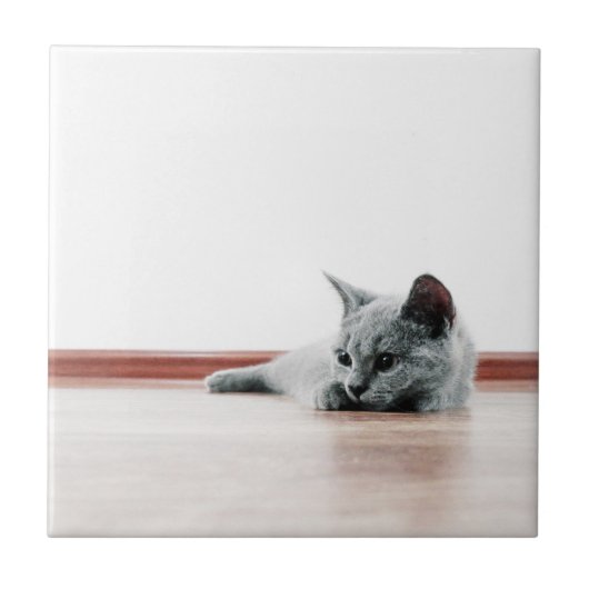 かわいいすごい子猫ポートレート写真 タイル (正面)