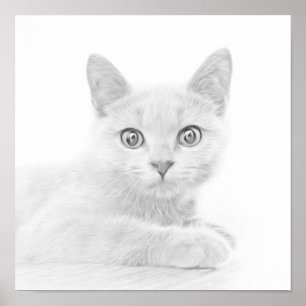 かわいいすごい子猫ポートレート写真 ポスター