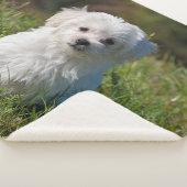 かわいいふわふわした白いマルチーズの子犬 シェルパブランケット (3/4)