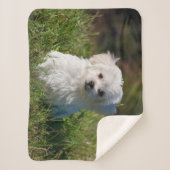 かわいいふわふわした白いマルチーズの子犬 シェルパブランケット (正面)
