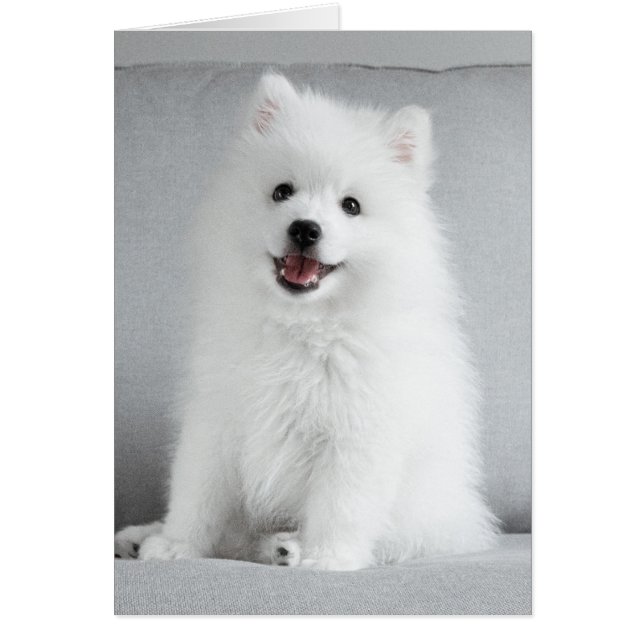 かわいいふわふわのジャパニーズ・スピッツの子犬 (正面)