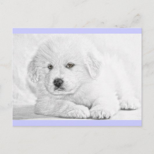 かわいいふわふわ白い子犬のポストカード ポストカード (正面)