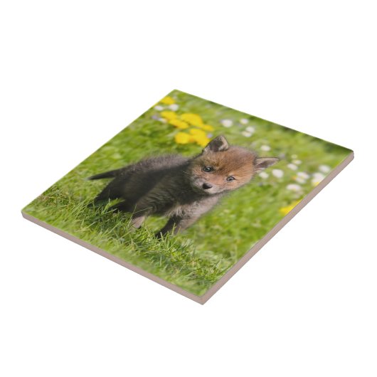 かわいいふわふわ赤いキツネの赤ちゃん野生動物陶器 タイル (側面)