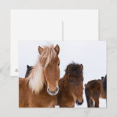 かわいいアイスランドの馬たち一緒だよ ポストカード (正面/裏面)