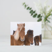 かわいいアイスランドの馬たち一緒だよ ポストカード (スタンド正面)