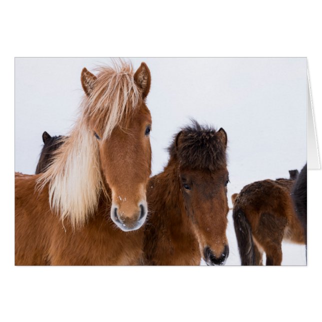 かわいいアイスランドの馬たち (正面横)