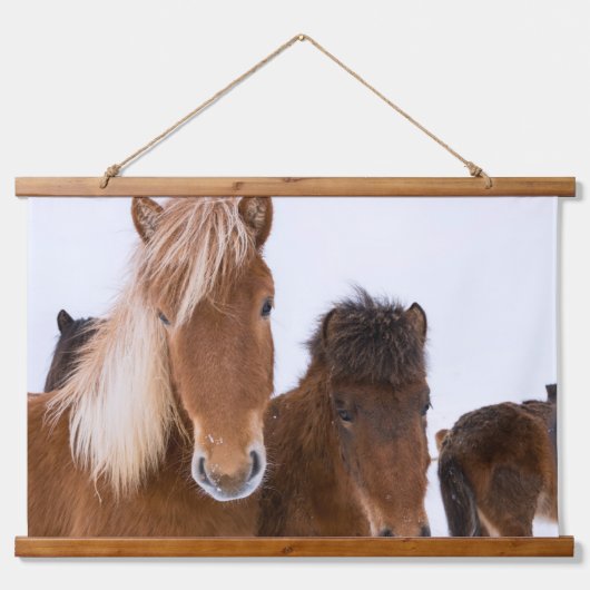 かわいいアイスランドの馬たち 吊り下げ型タペストリー (正面)
