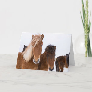 かわいいアイスランドの馬 カード