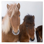 かわいいアイスランドの馬 タイル (正面)