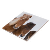 かわいいアイスランドの馬 タイル (側面)