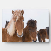 かわいいアイスランドの馬 フォトプラーク (正面)