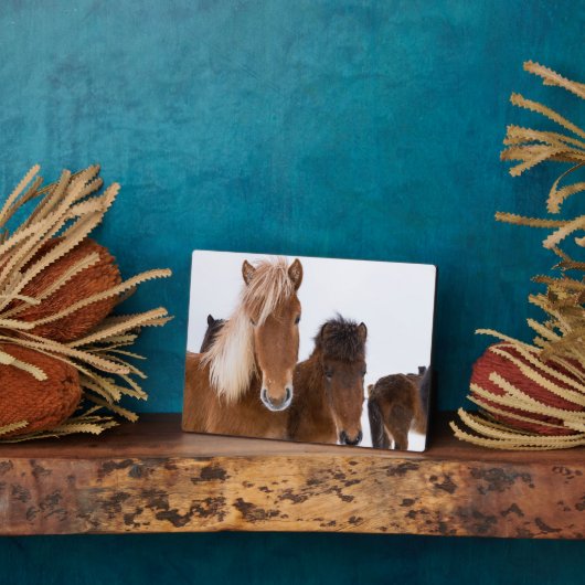 かわいいアイスランドの馬 フォトプラーク (側面)