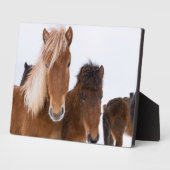 かわいいアイスランドの馬 フォトプラーク (側面)