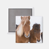 かわいいアイスランドの馬 マグネット (正面/裏面)