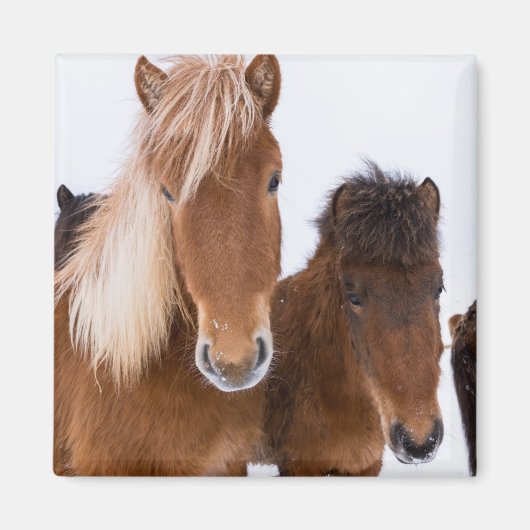 かわいいアイスランドの馬 マグネット (正面)
