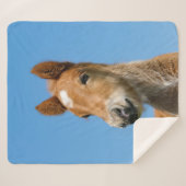 かわいいアイスランド馬の足ポニー頭の前写真… シェルパブランケット (正面(横))