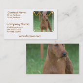 かわいいアイリッシュ・テリア 名刺 (正面/裏面)