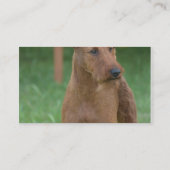 かわいいアイリッシュ・テリア 名刺 (裏面)