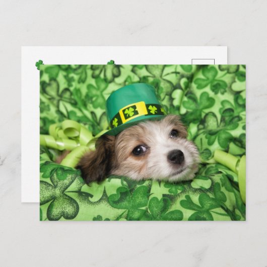 かわいいアイルランドの子犬の背景 シーズンポストカード (正面/裏面)