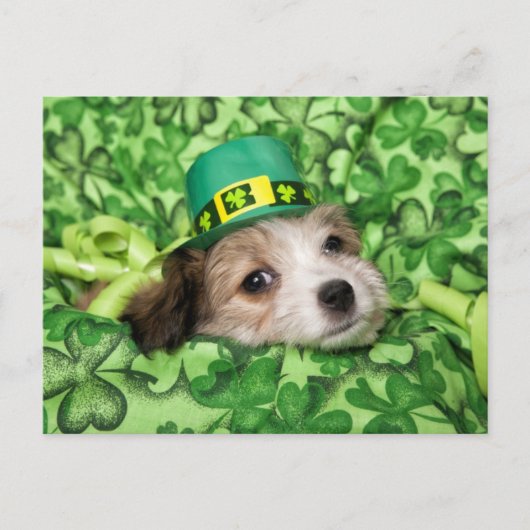 かわいいアイルランドの子犬の背景 シーズンポストカード (正面)