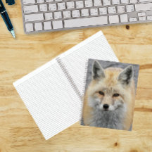 かわいいアカギツネの写真