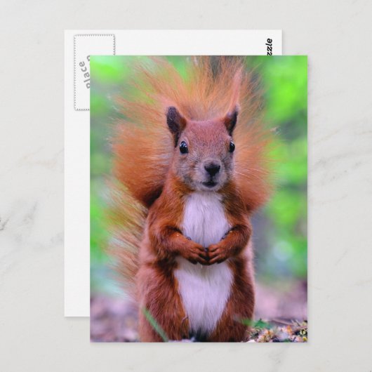 かわいいアカリスの写真 ポストカード (正面/裏面)