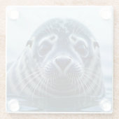 かわいいアザラシのアップ ガラスコースター (裏面)
