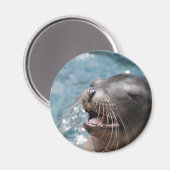 かわいいアシカの磁石 マグネット (正面/裏面)